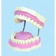 Plastic Display Teeth